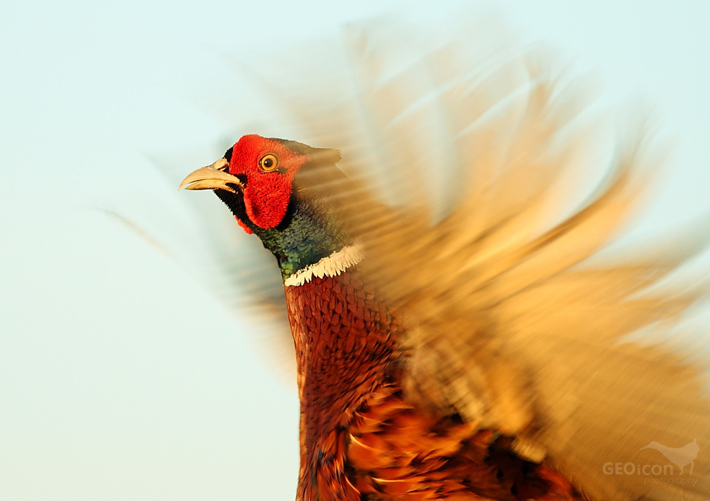 Common pheasant / bažant obecný (Phasianus colchicus)