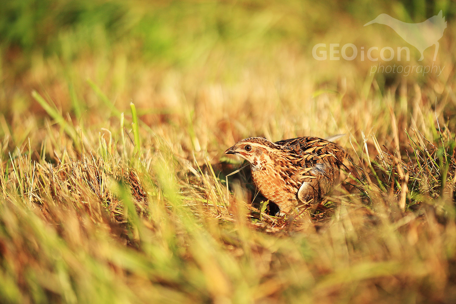 Grey partridge / koroptev polní (Perdix perdix)