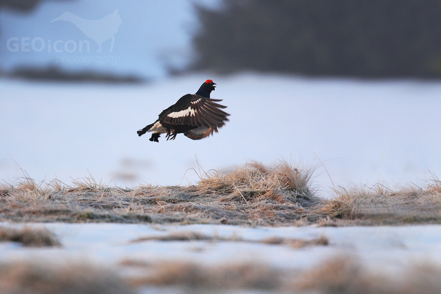 Black grouse / tetřívek obecný (Tetrao tetrix)