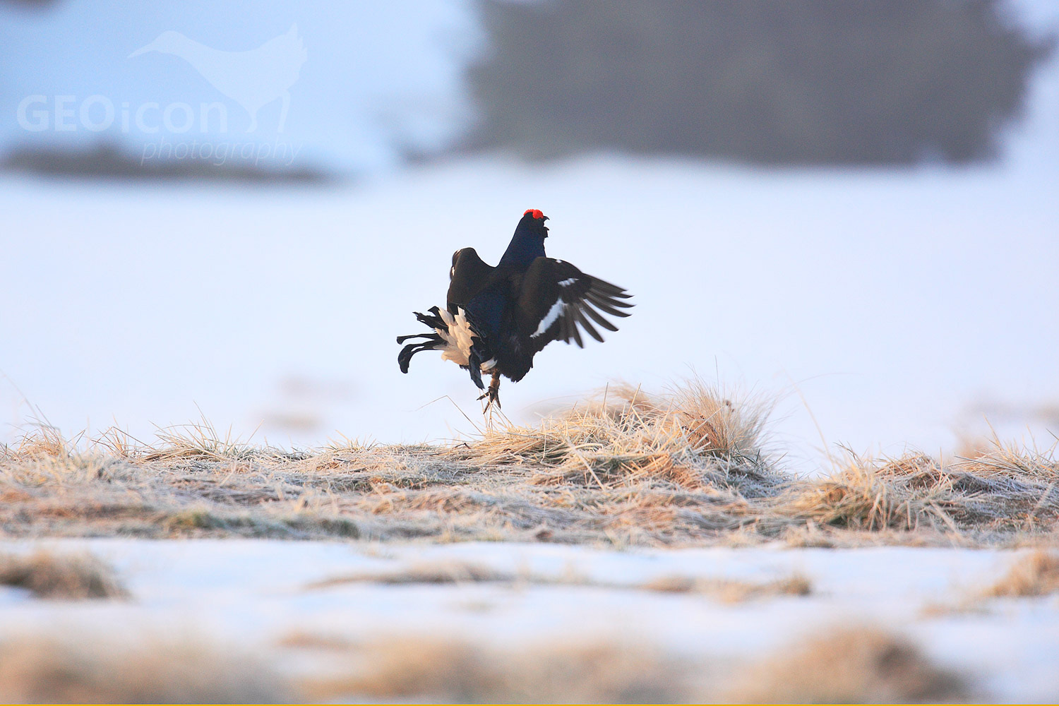 Black grouse / tetřívek obecný (Tetrao tetrix)
