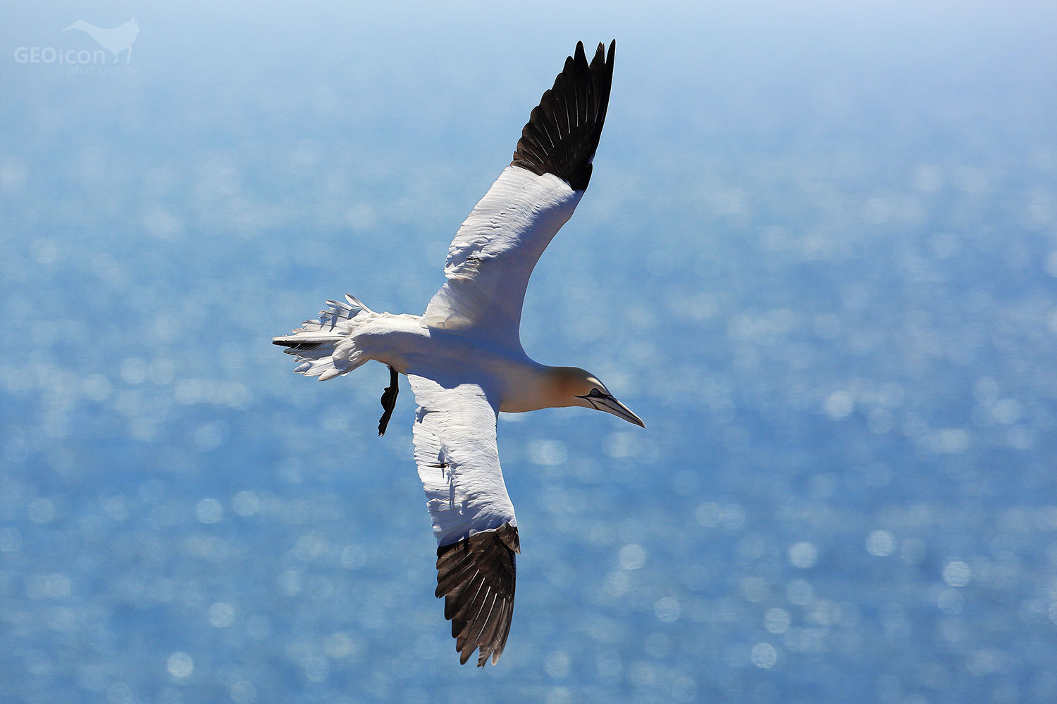 Gannet / terej bílý (Morus bassanus)
