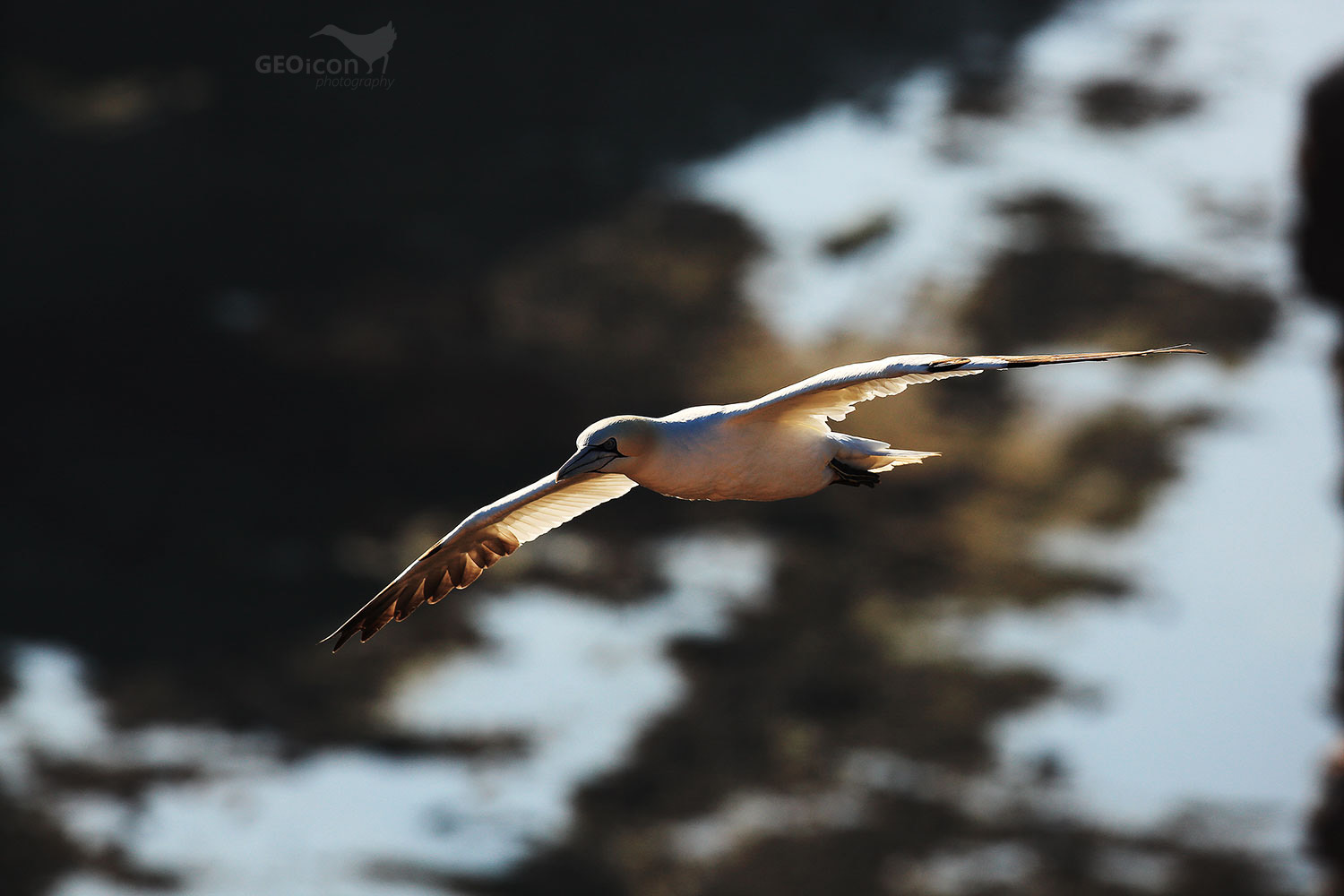 Gannet / terej bílý (Morus bassanus)