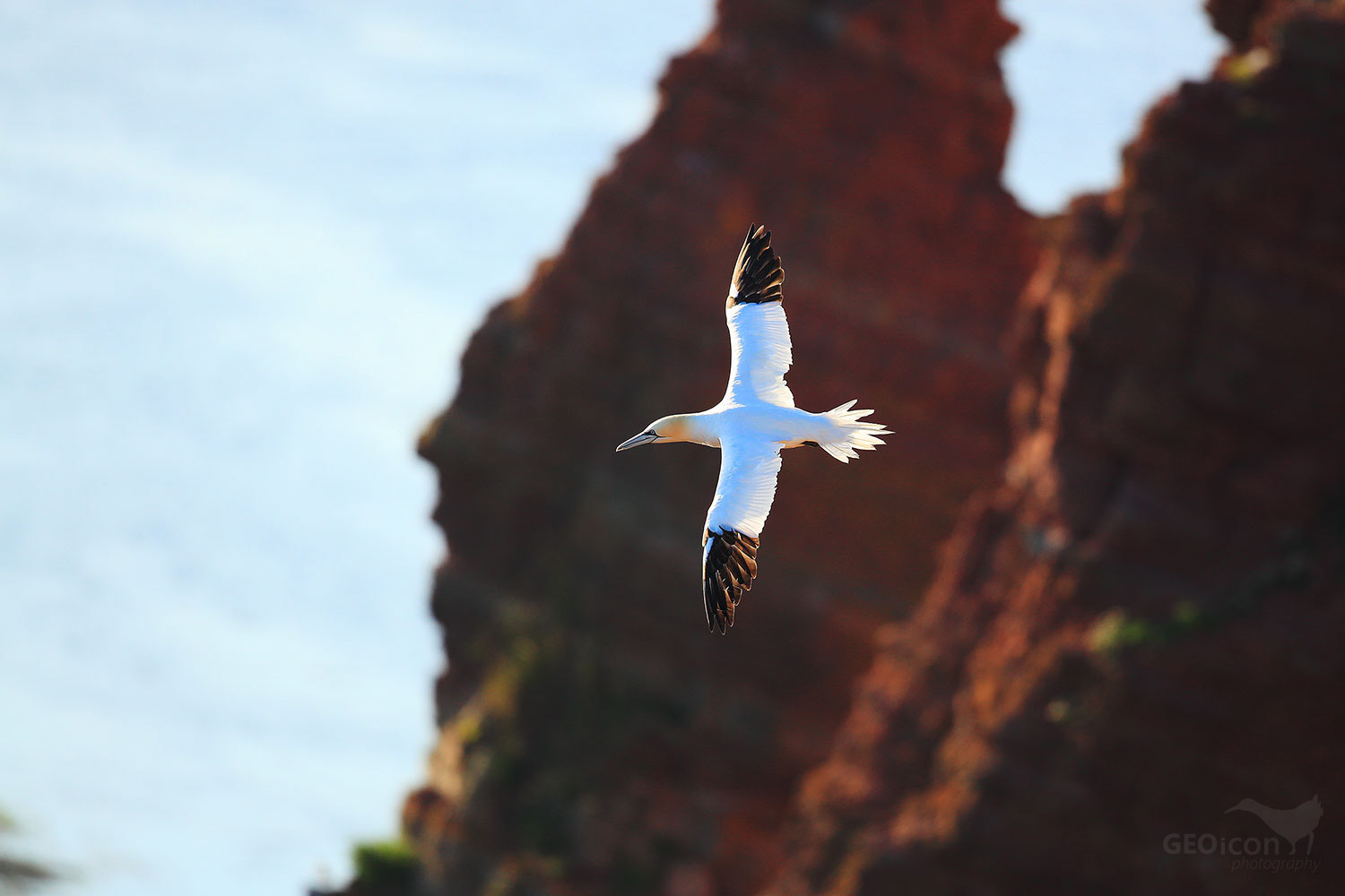 Gannet / terej bílý (Morus bassanus)