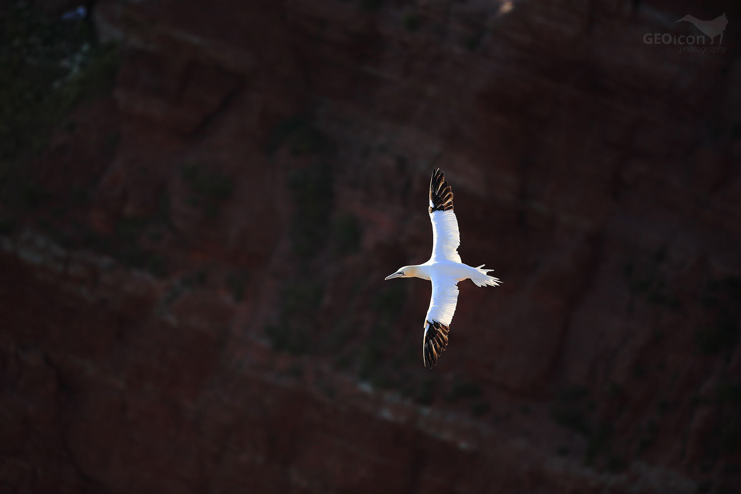 Gannet / terej bílý (Morus bassanus)