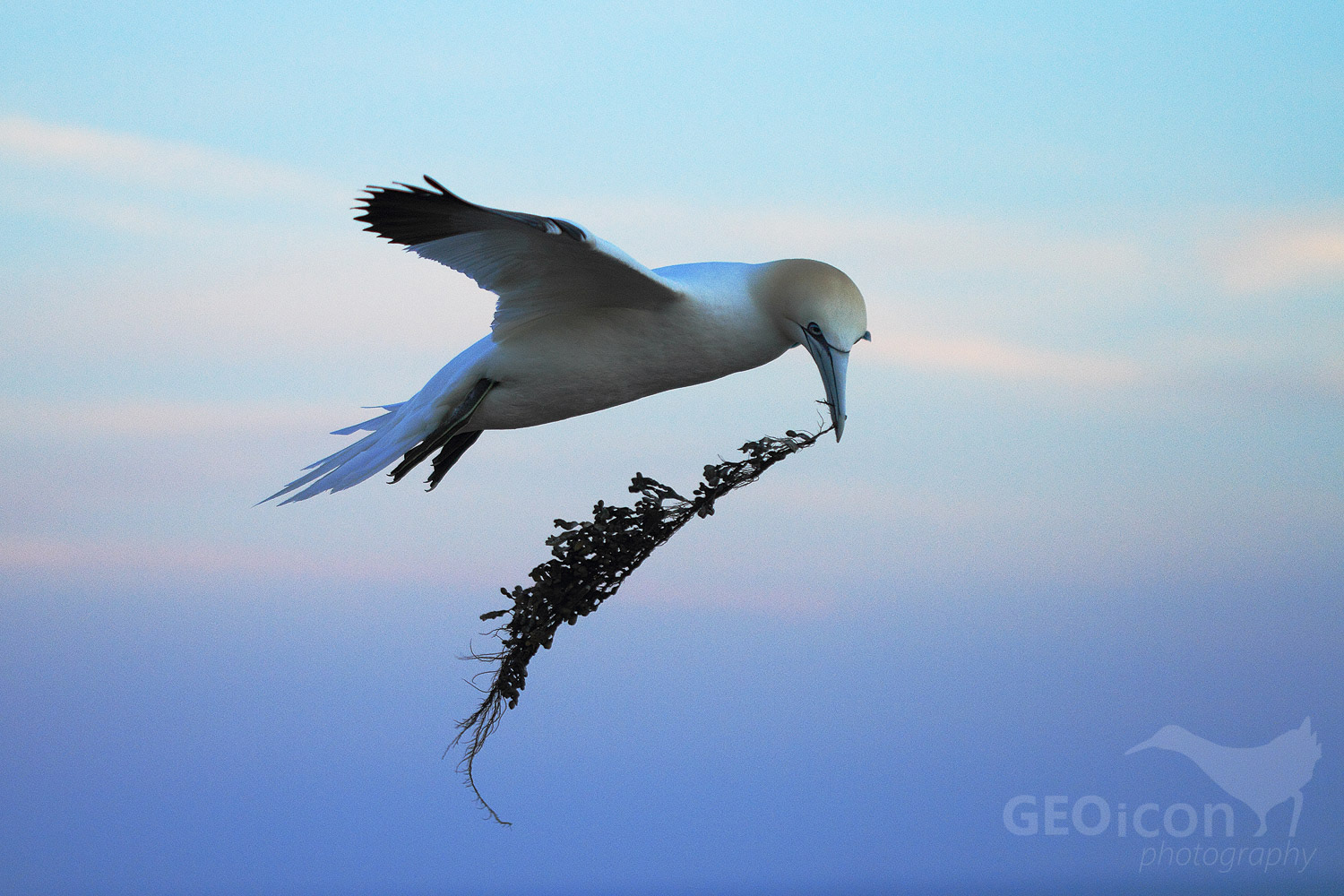 Gannet / terej bílý (Morus bassanus)