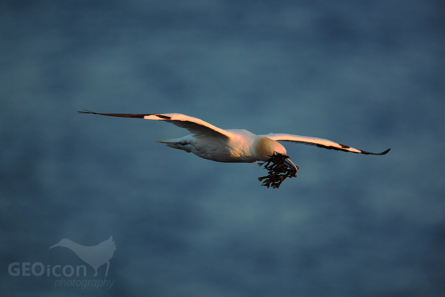 Gannet / terej bílý (Morus bassanus)