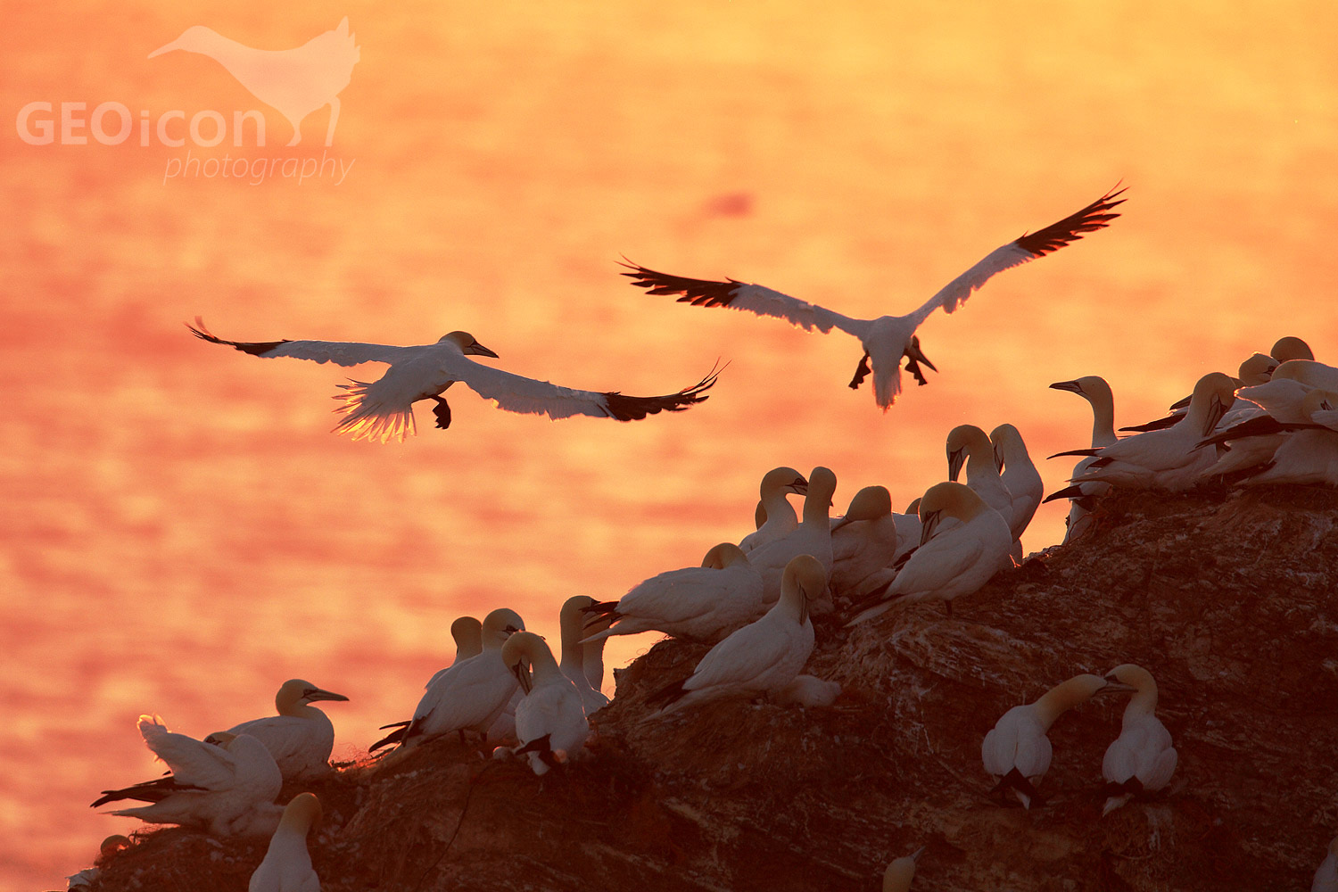 Gannet / terej bílý (Morus bassanus)