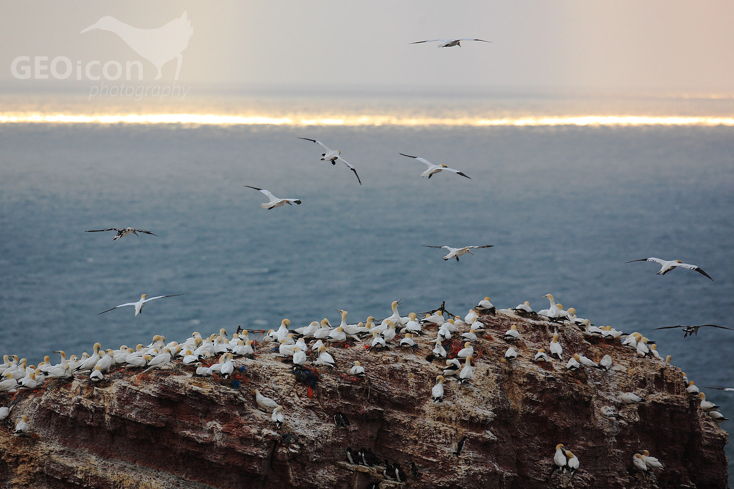 Gannet / terej bílý (Morus bassanus)