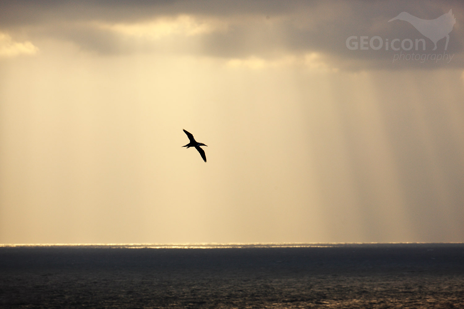 Gannet / terej bílý (Morus bassanus)