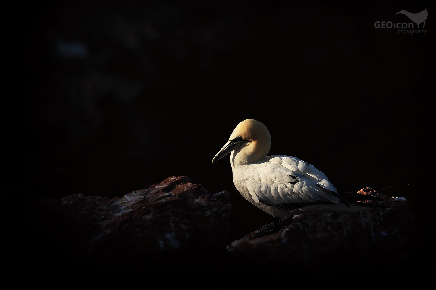 Gannet / terej bílý (Morus bassanus)