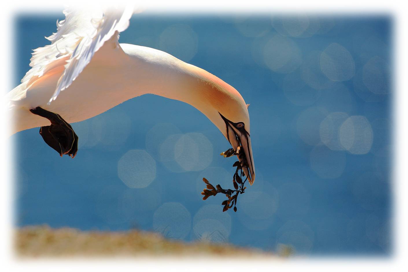 Gannet / terej bílý (Morus bassanus)