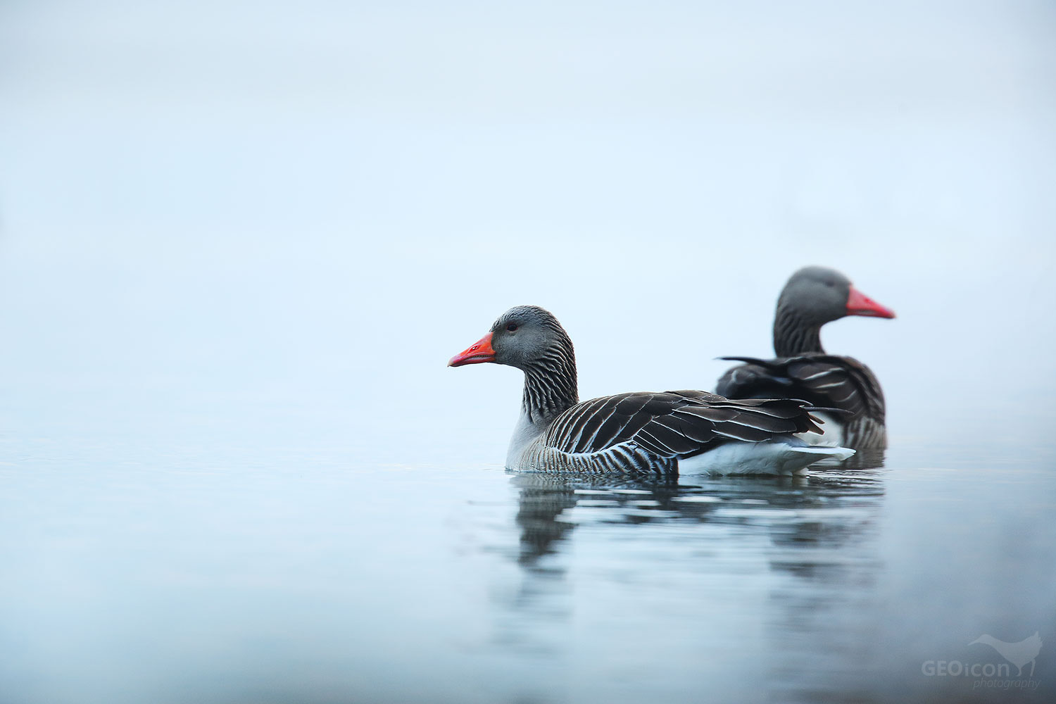 Greylag goose / husa velká (Anser anser)