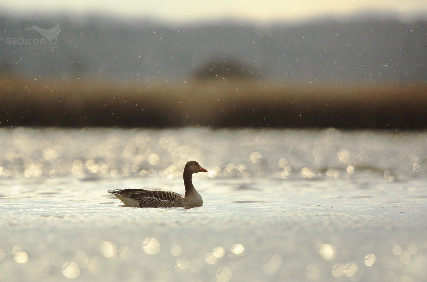Greylag goose / husa velká (Anser anser)
