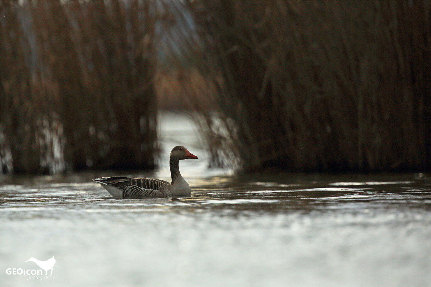 Greylag goose / husa velká (Anser anser)