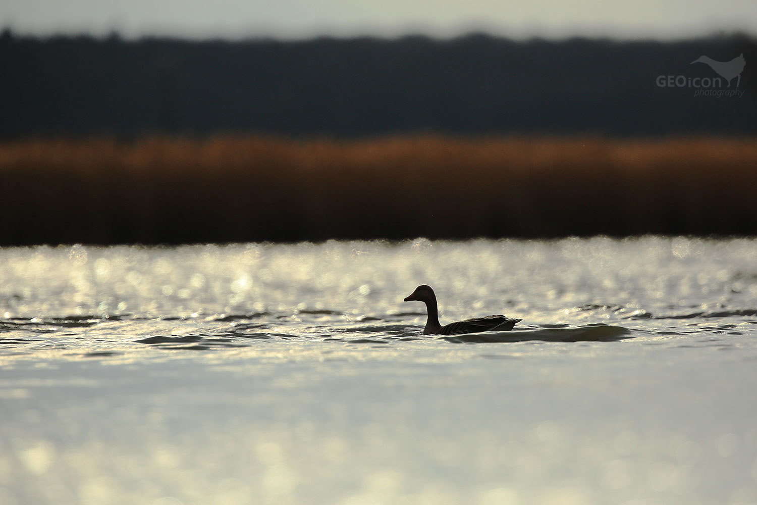 Greylag goose / husa velká (Anser anser)