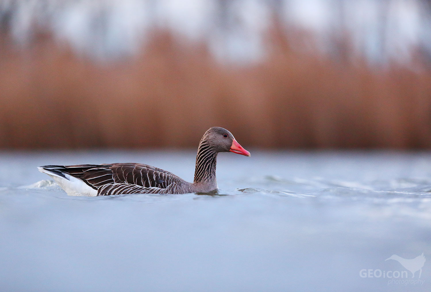 Greylag goose / husa velká (Anser anser)