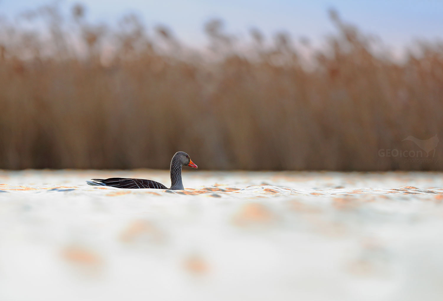 Greylag goose / husa velká (Anser anser)