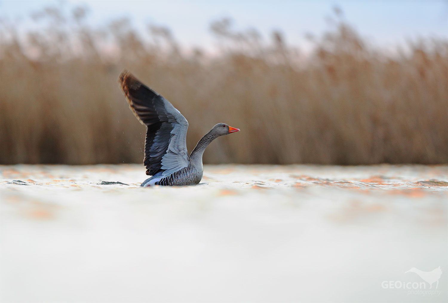 Greylag goose / husa velká (Anser anser)