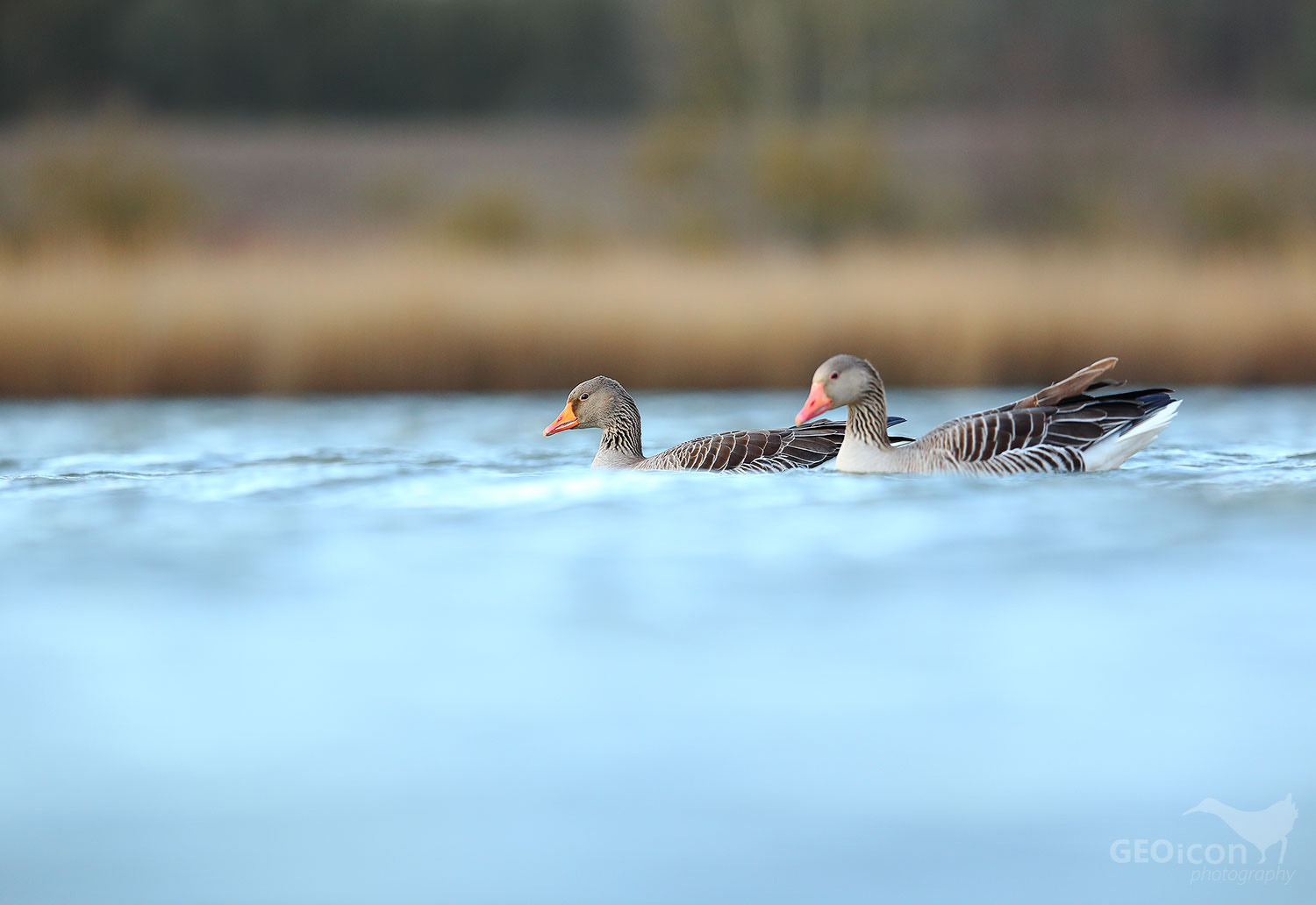 Greylag goose / husa velká (Anser anser)