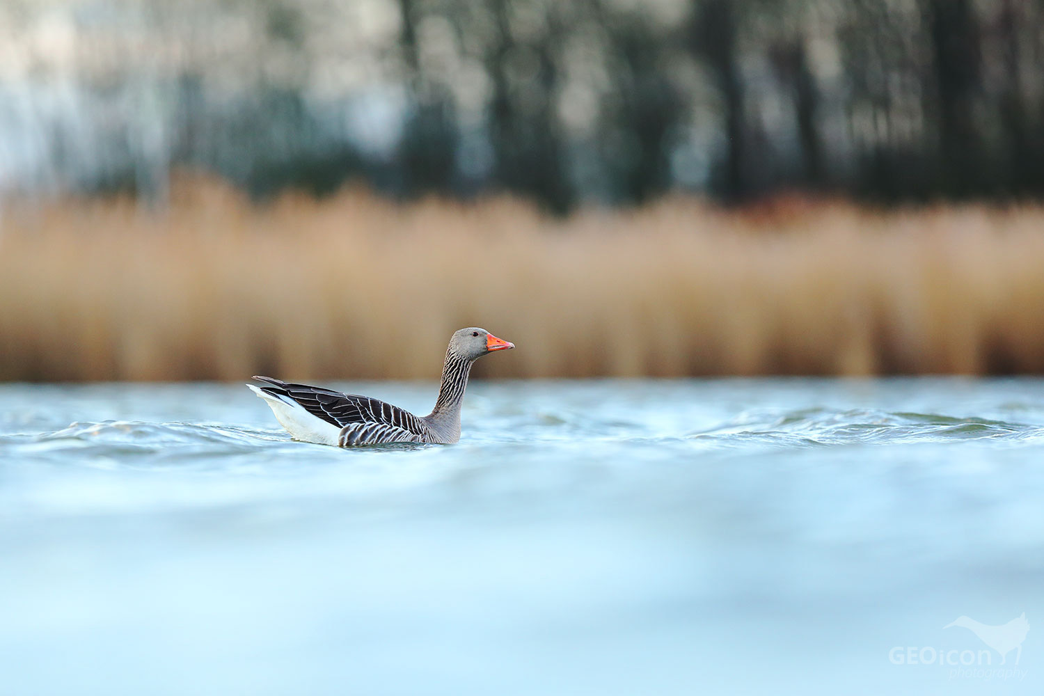 Greylag goose / husa velká (Anser anser)