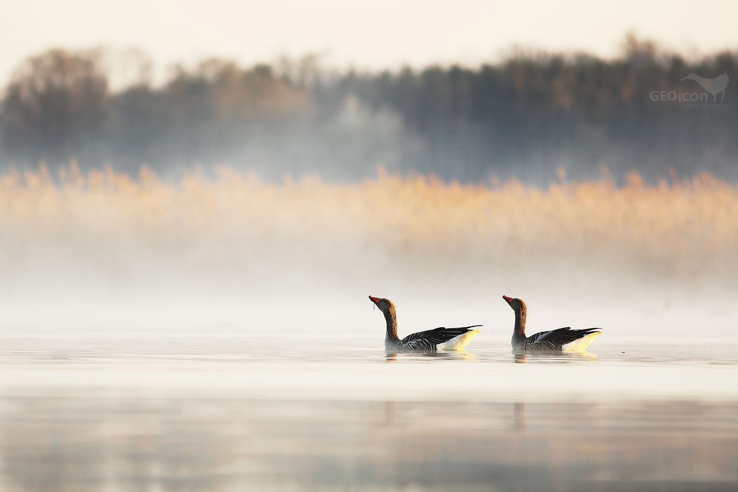 Greylag goose / husa velká (Anser anser)