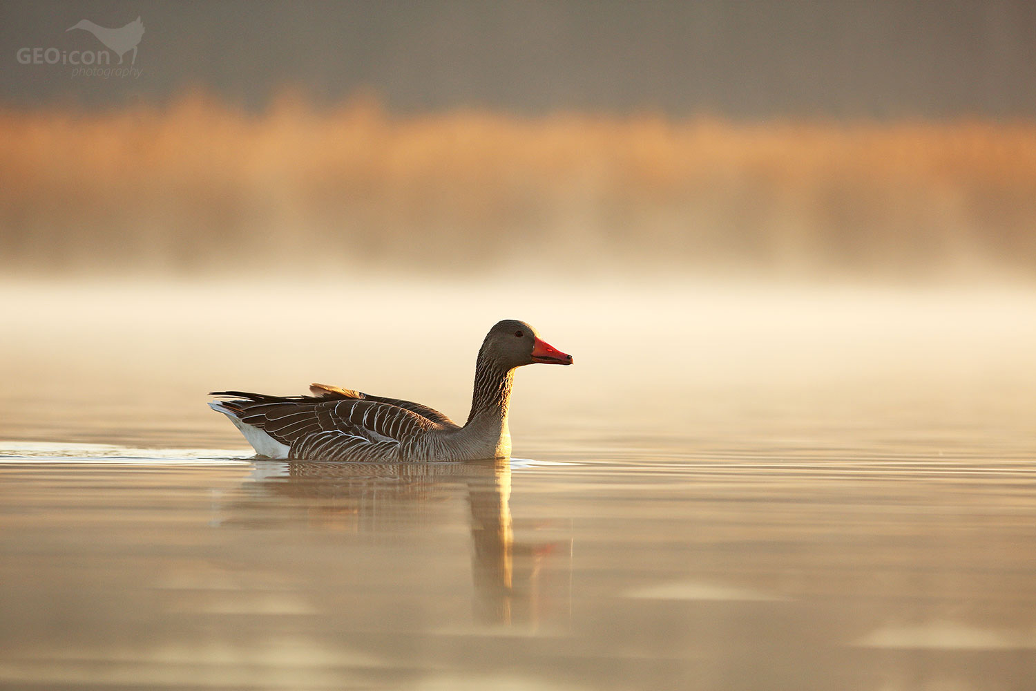 Greylag goose / husa velká (Anser anser)