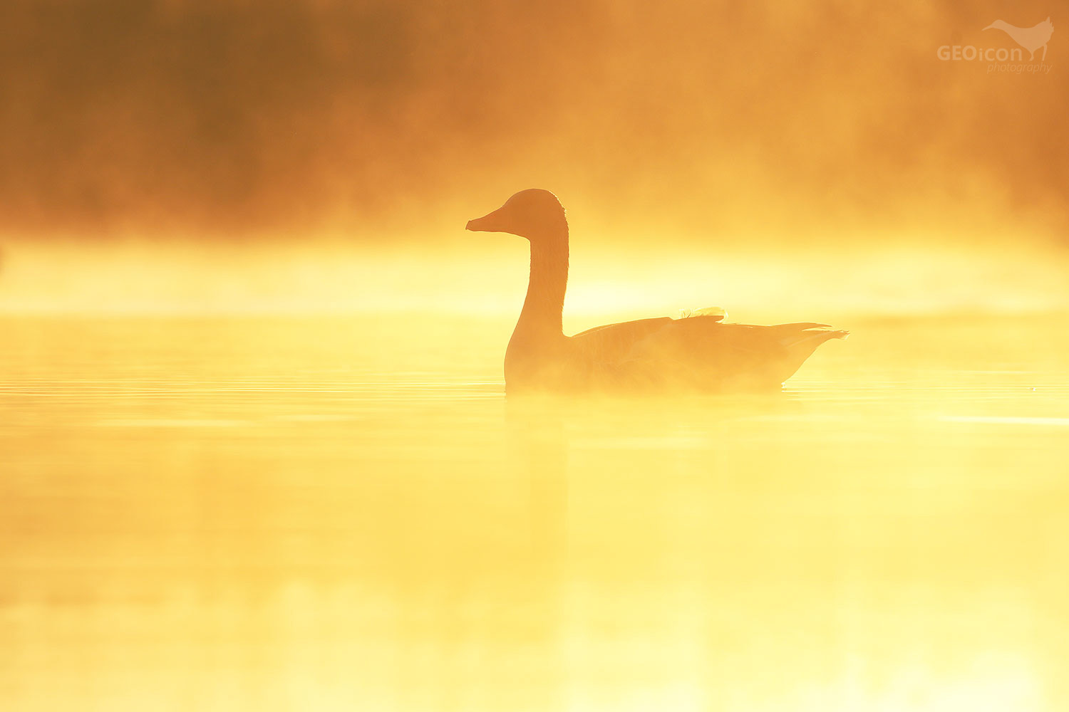 Greylag goose / husa velká (Anser anser)
