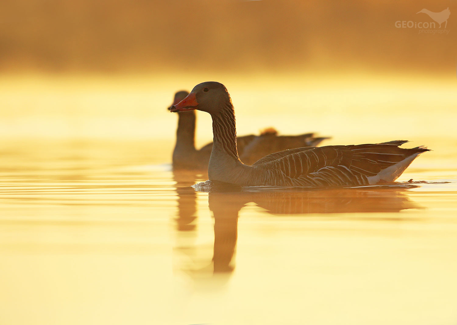 Greylag goose / husa velká (Anser anser)