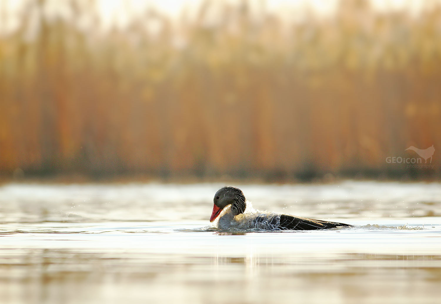 Greylag goose / husa velká (Anser anser)