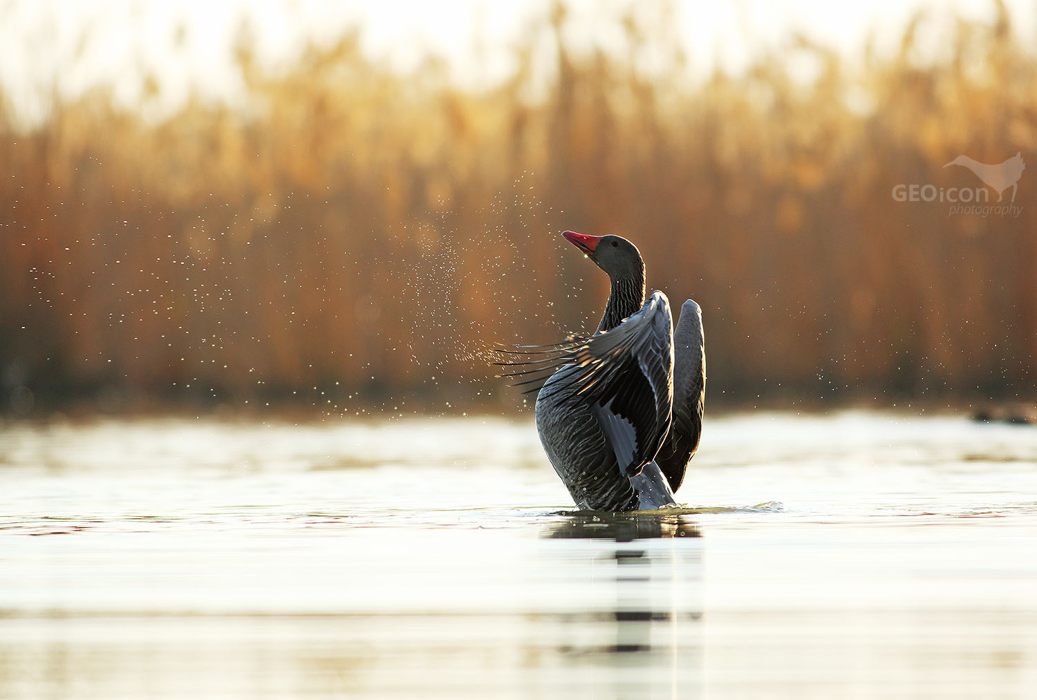 Greylag goose / husa velká (Anser anser)