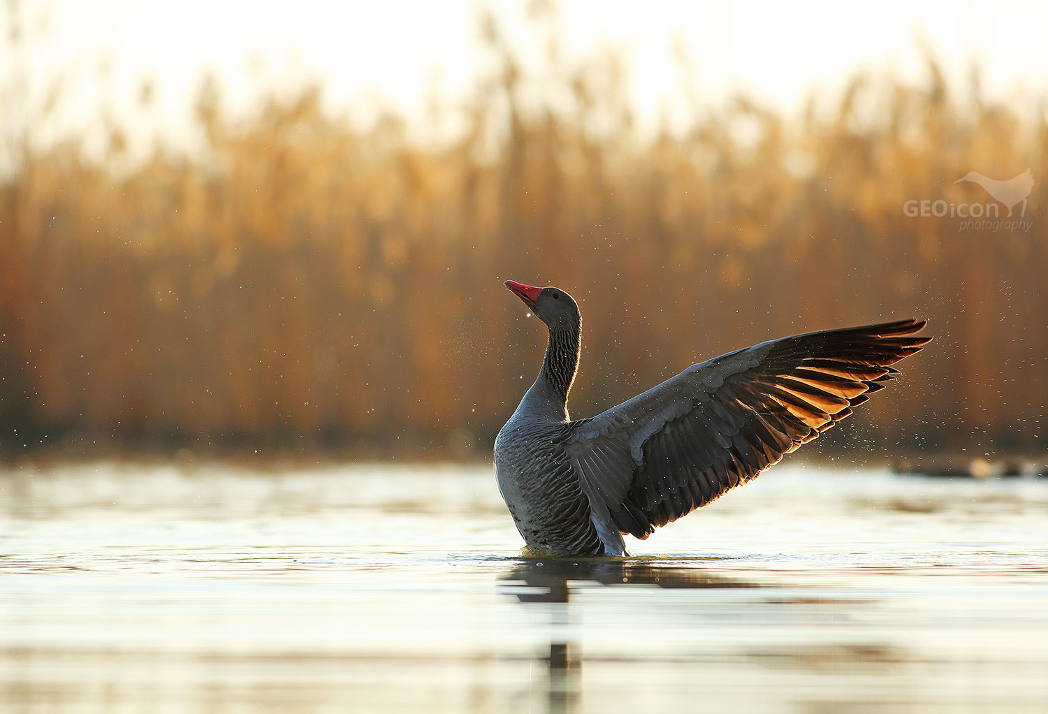 Greylag goose / husa velká (Anser anser)