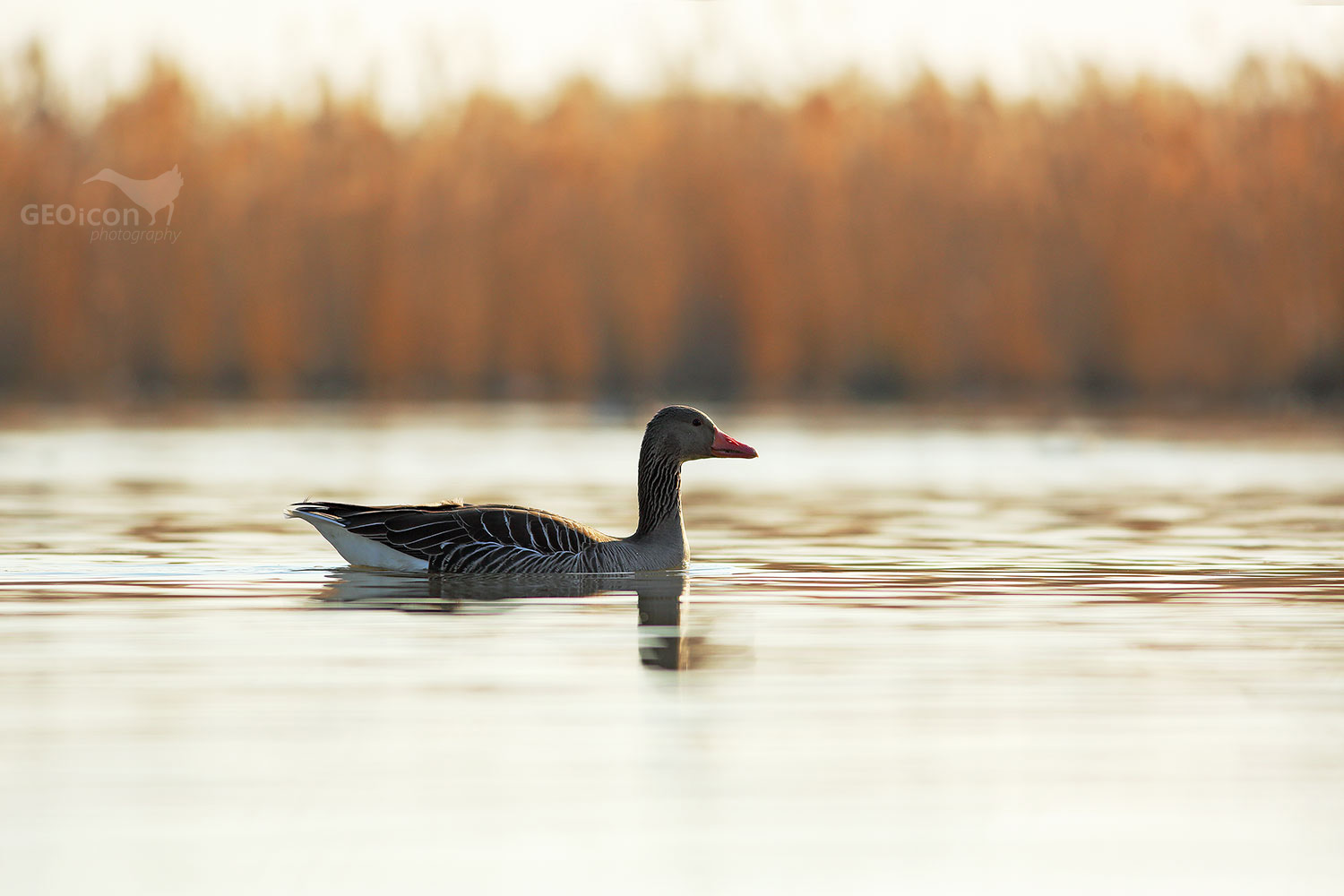 Greylag goose / husa velká (Anser anser)