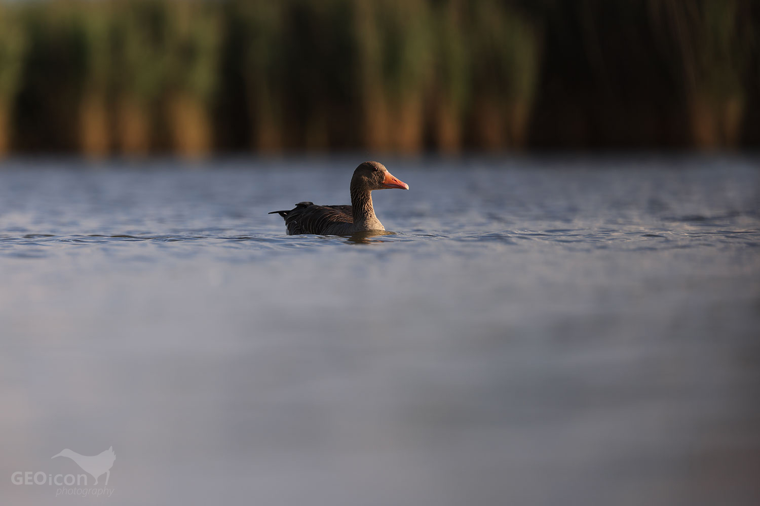 Greylag goose / husa velká (Anser anser)