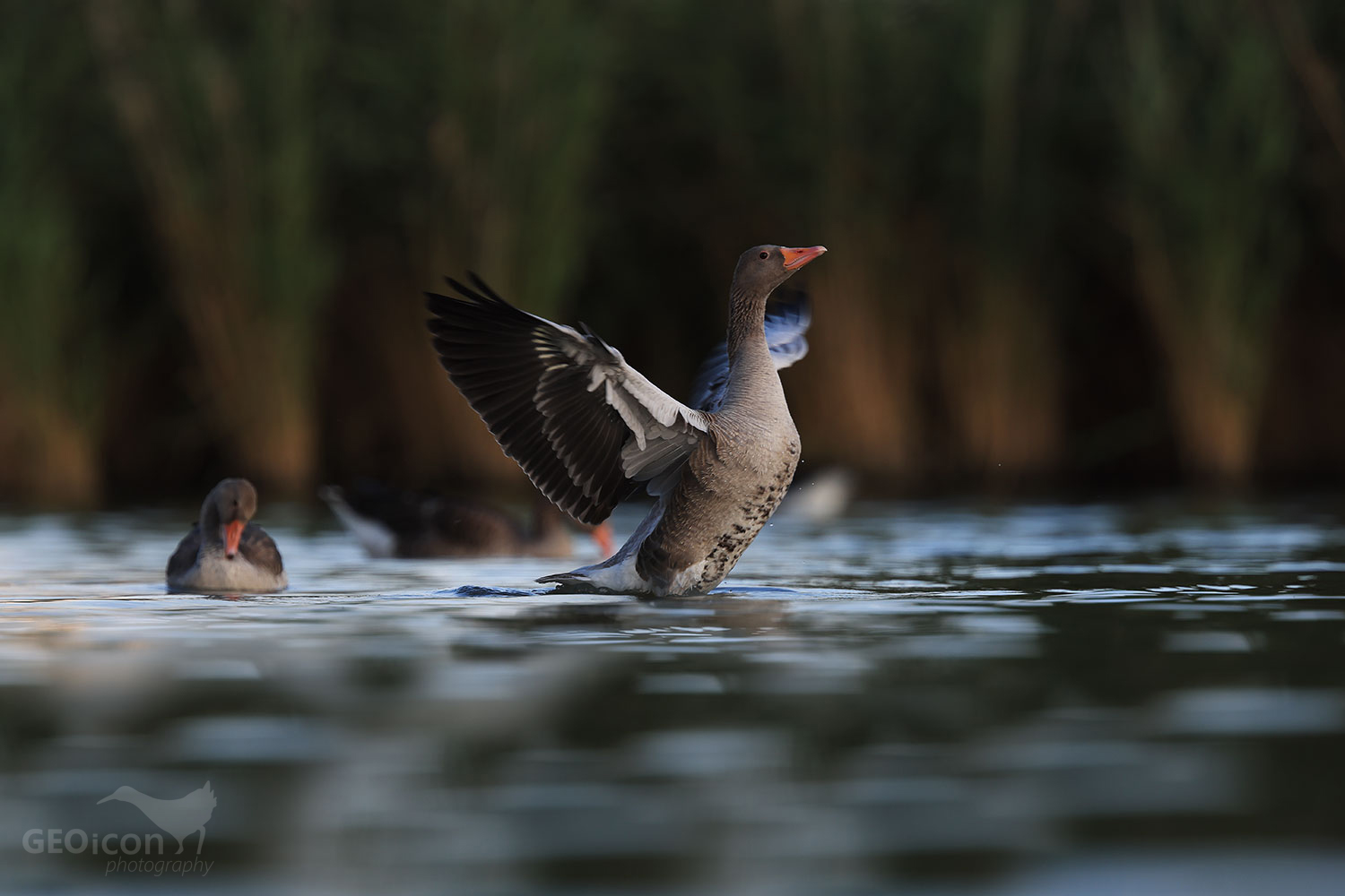 Greylag goose / husa velká (Anser anser)