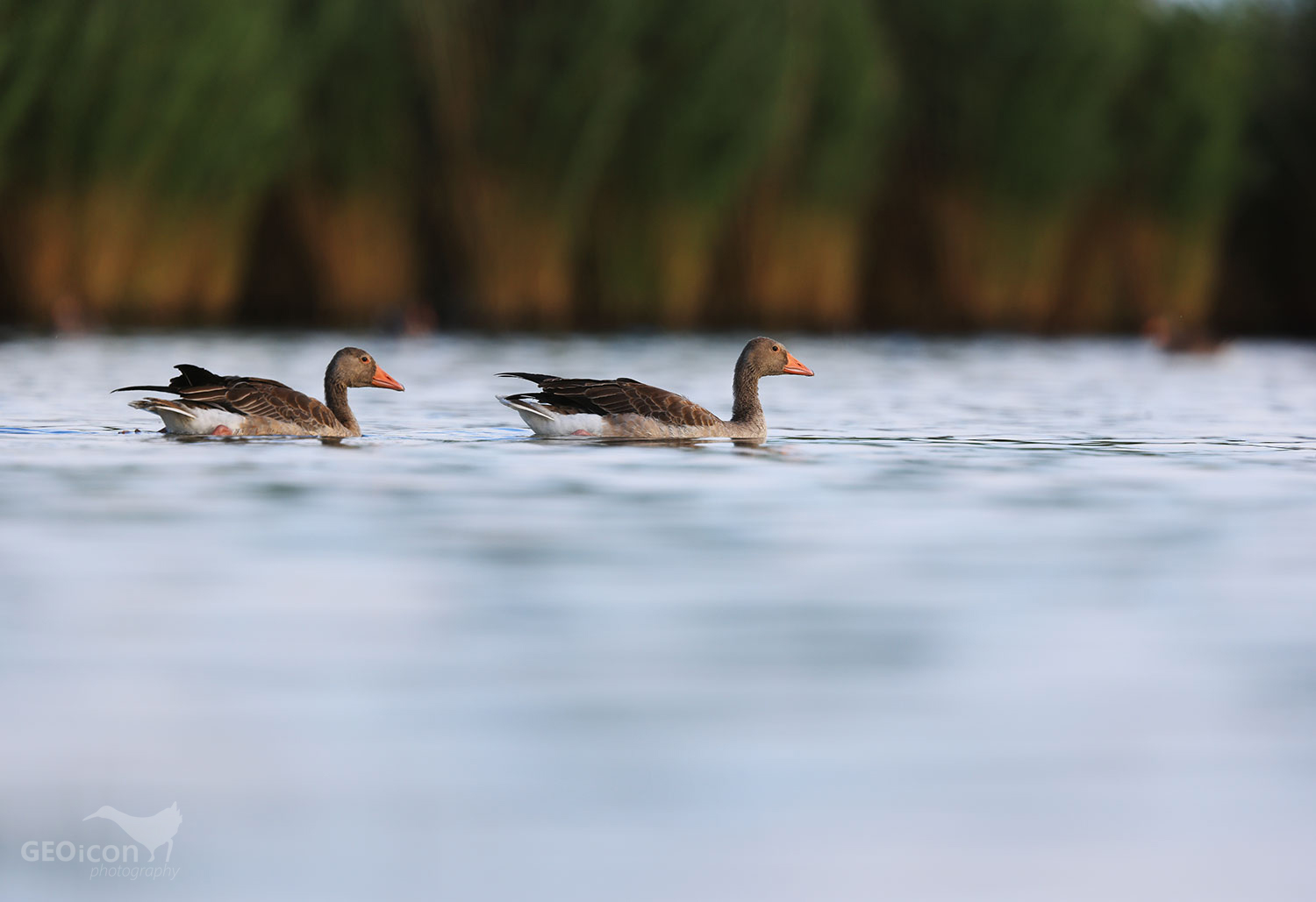 Greylag goose / husa velká (Anser anser)