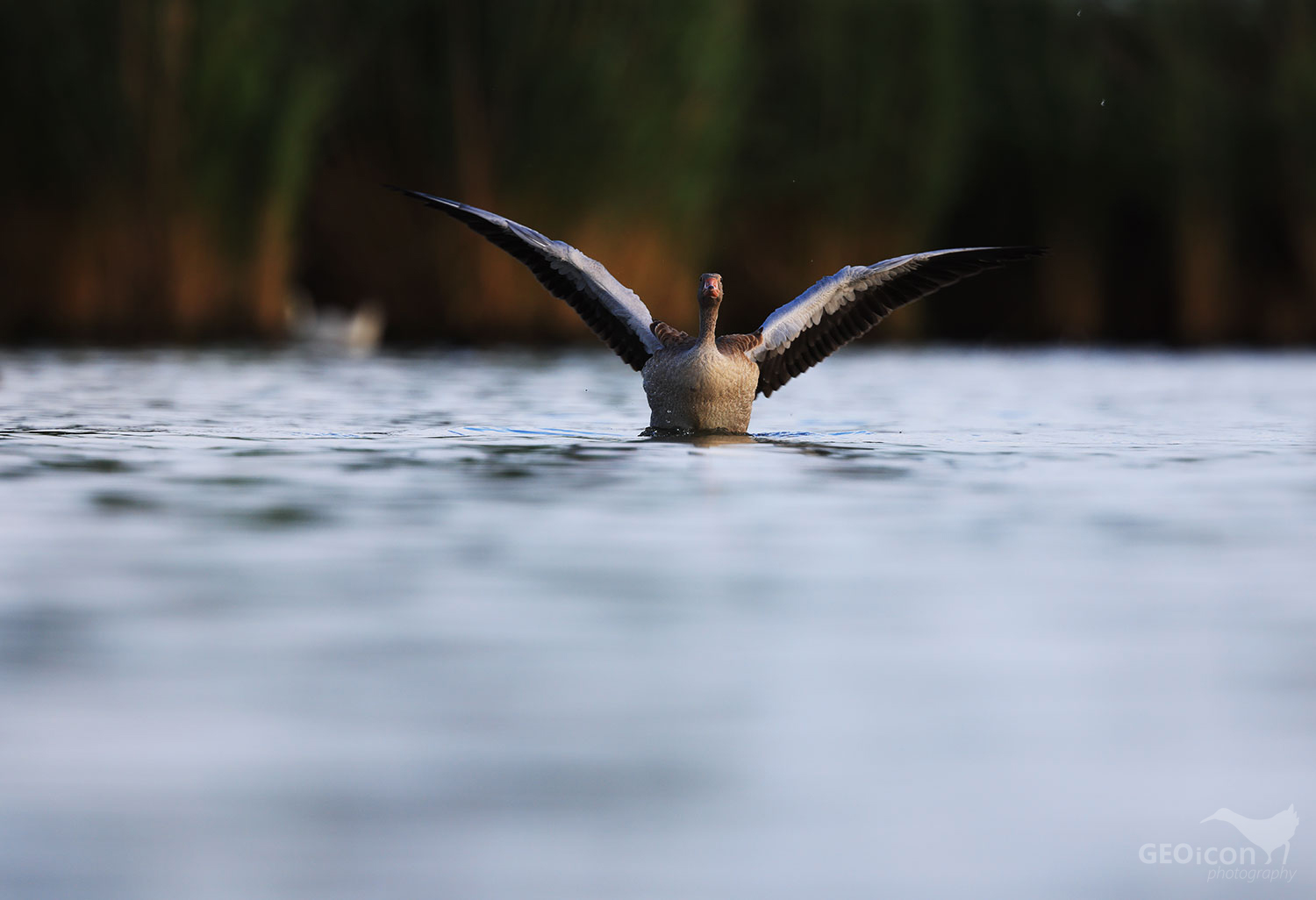 Greylag goose / husa velká (Anser anser)