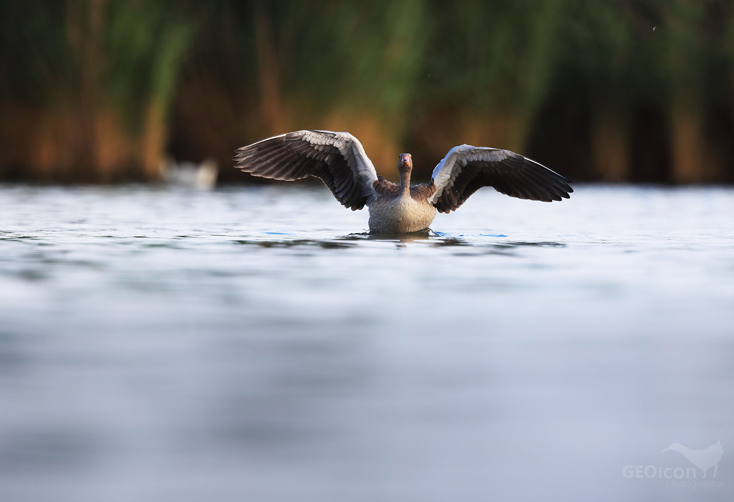 Greylag goose / husa velká (Anser anser)
