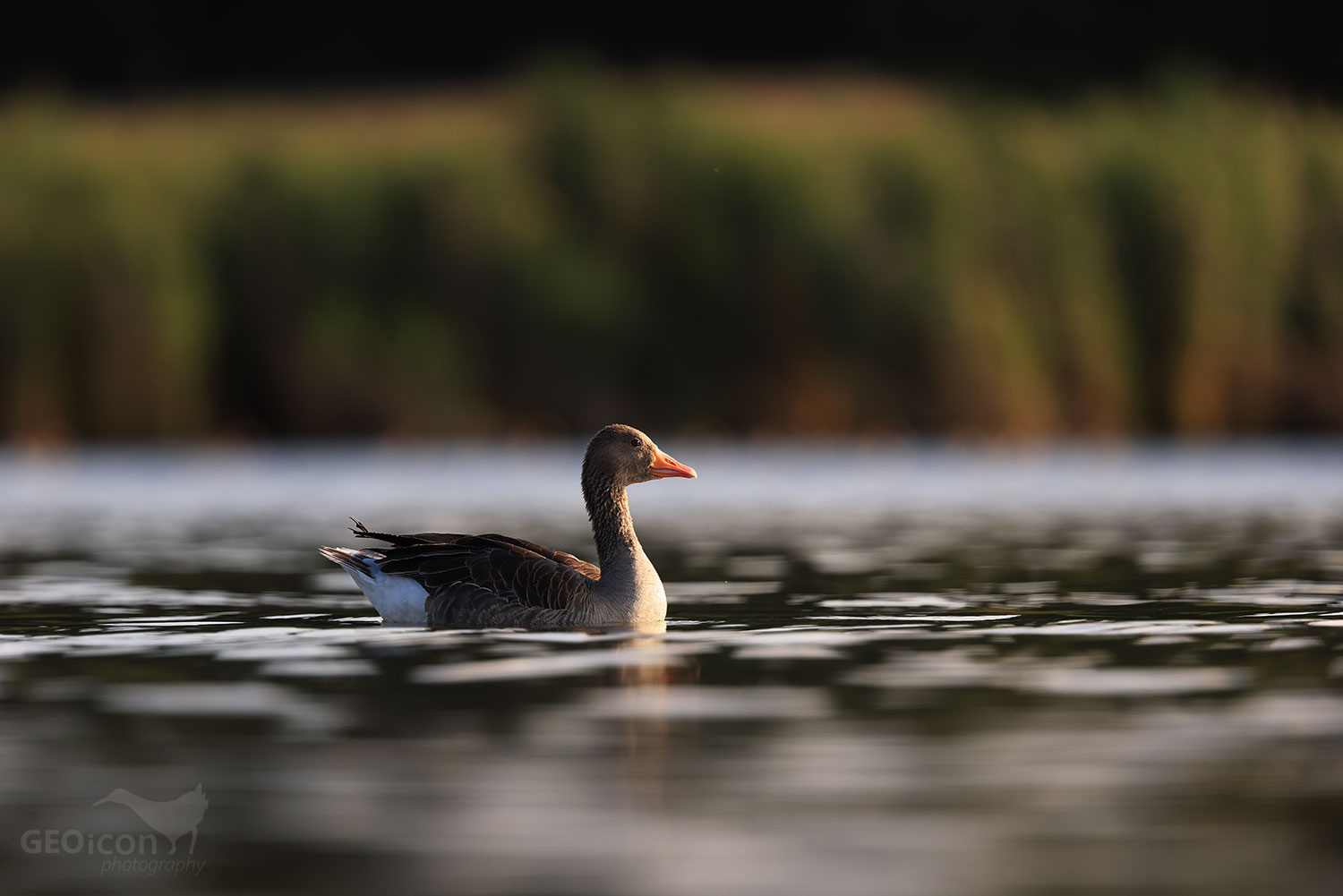 Greylag goose / husa velká (Anser anser)
