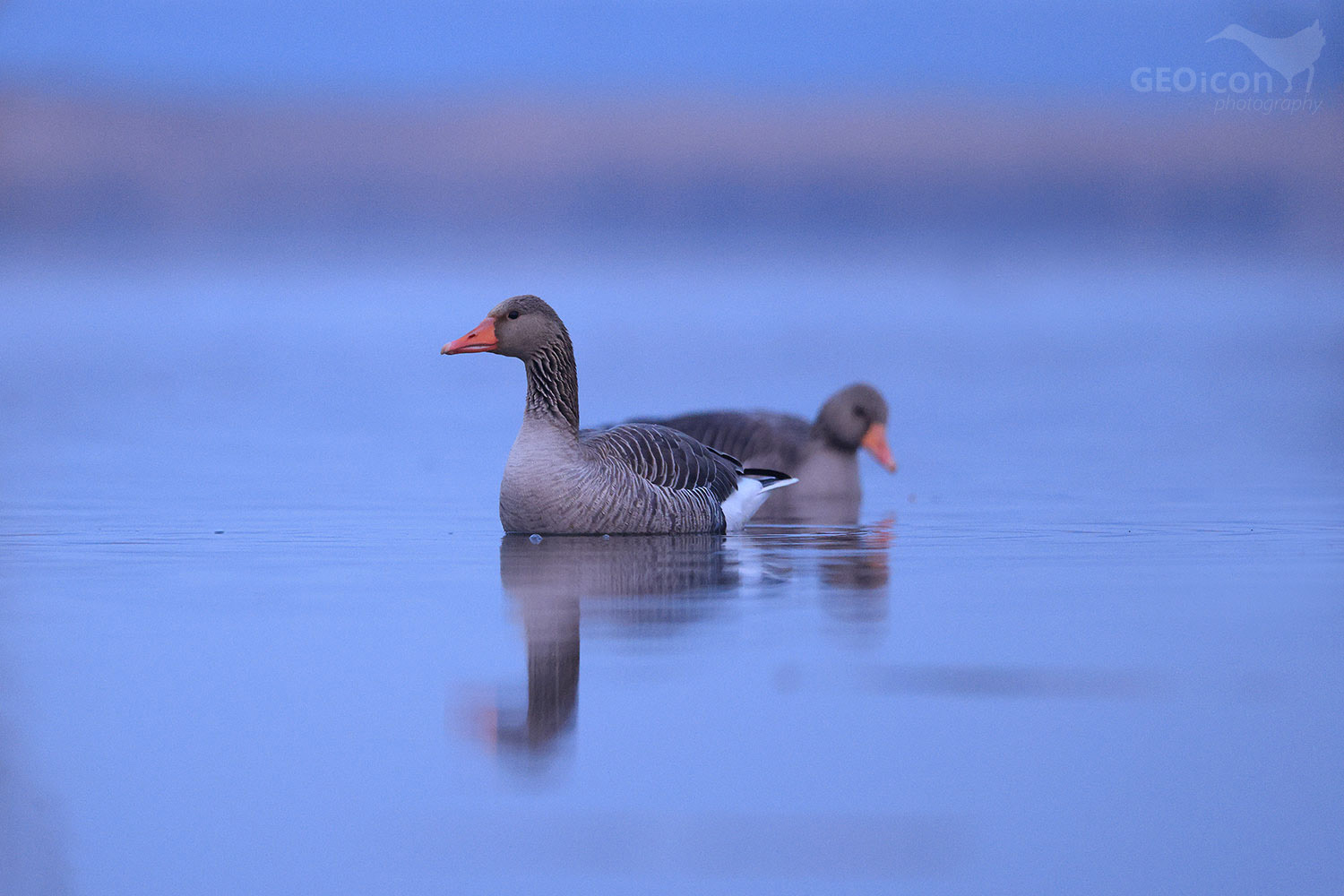 Greylag goose / husa velká (Anser anser)