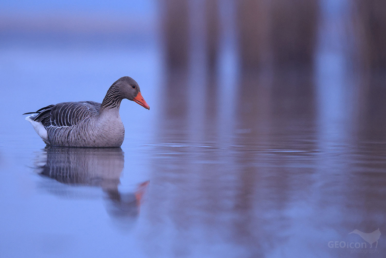 Greylag goose / husa velká (Anser anser)