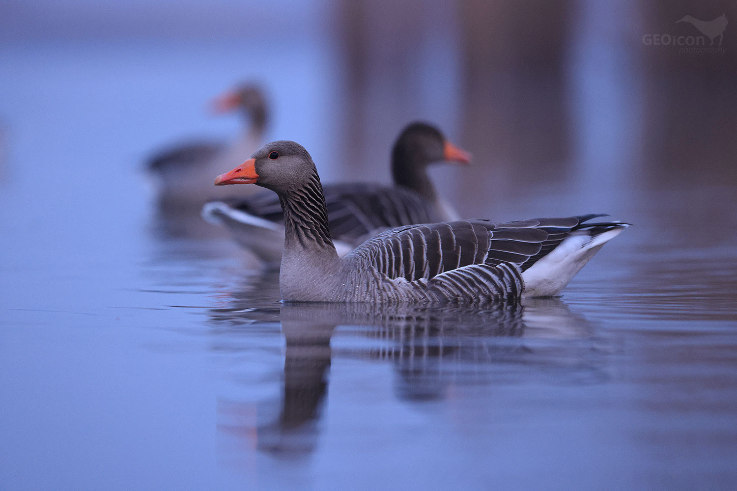 Greylag goose / husa velká (Anser anser)