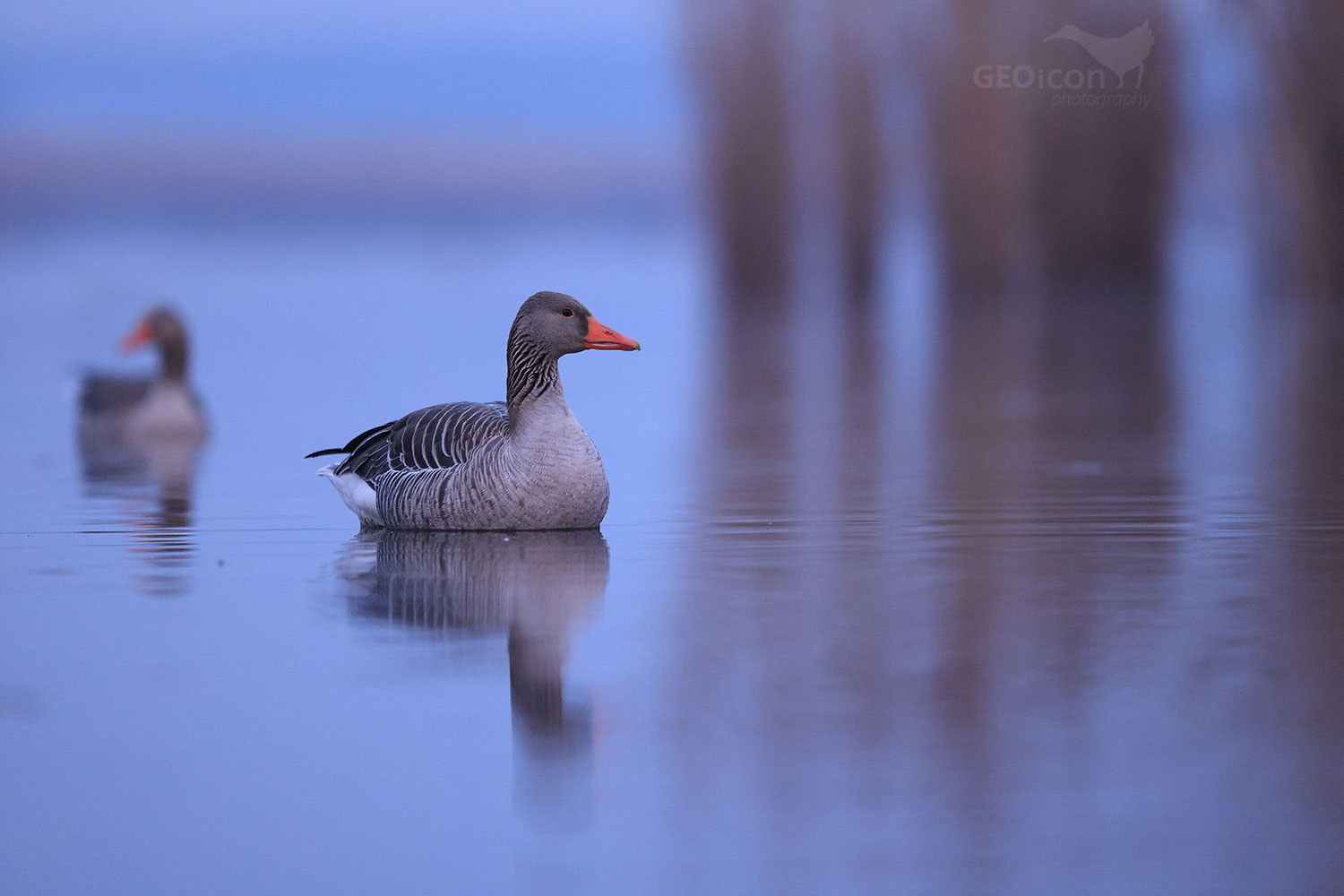 Greylag goose / husa velká (Anser anser)
