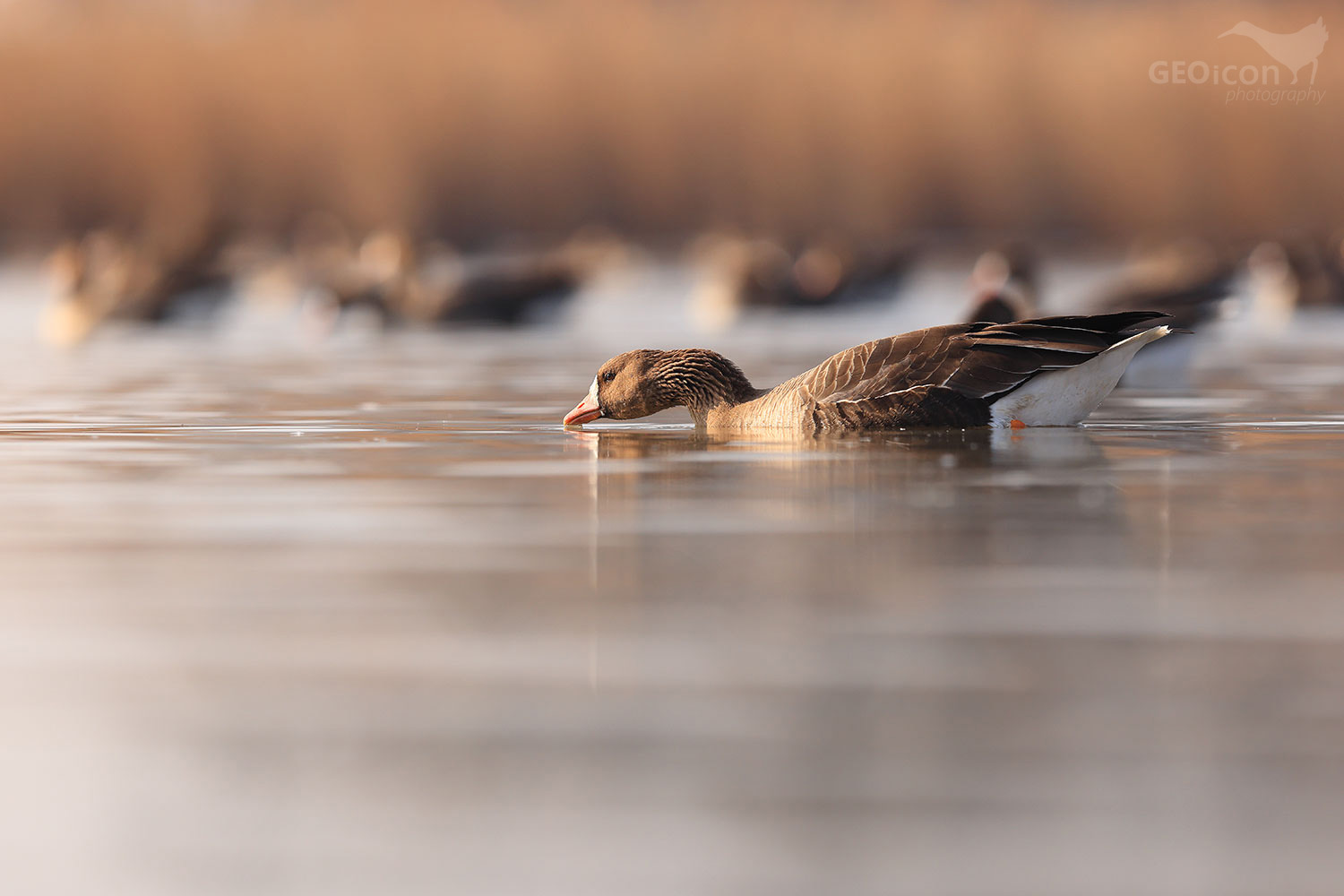 Greater white-fronted goose / husa běločelá (Anser albifrons)