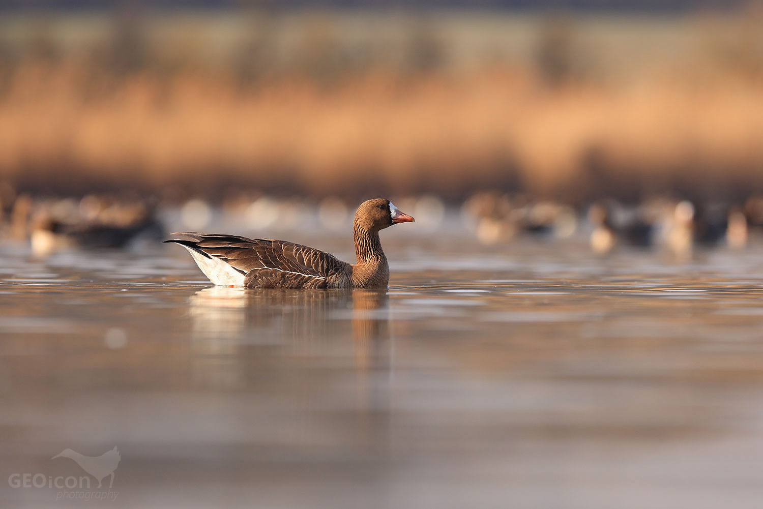 Greater white-fronted goose / husa běločelá (Anser albifrons)