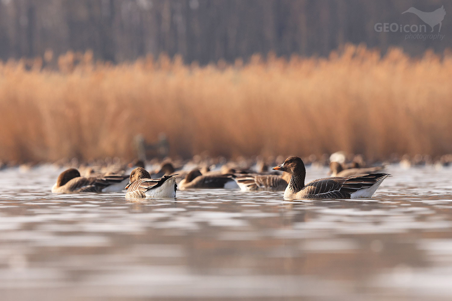 Tundra bean goose / husa tundrová jamalská (Anser serrirostris rossicus)