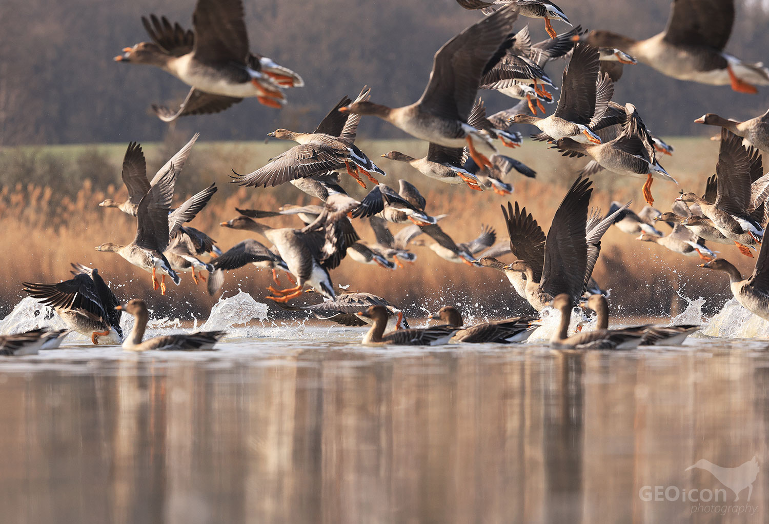 Tundra bean goose / husa tundrová jamalská (Anser serrirostris rossicus)