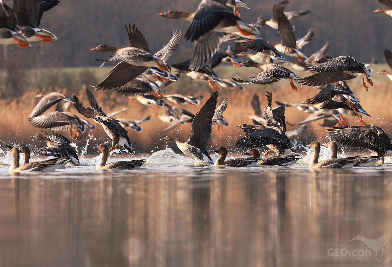 Tundra bean goose / husa tundrová jamalská (Anser serrirostris rossicus)