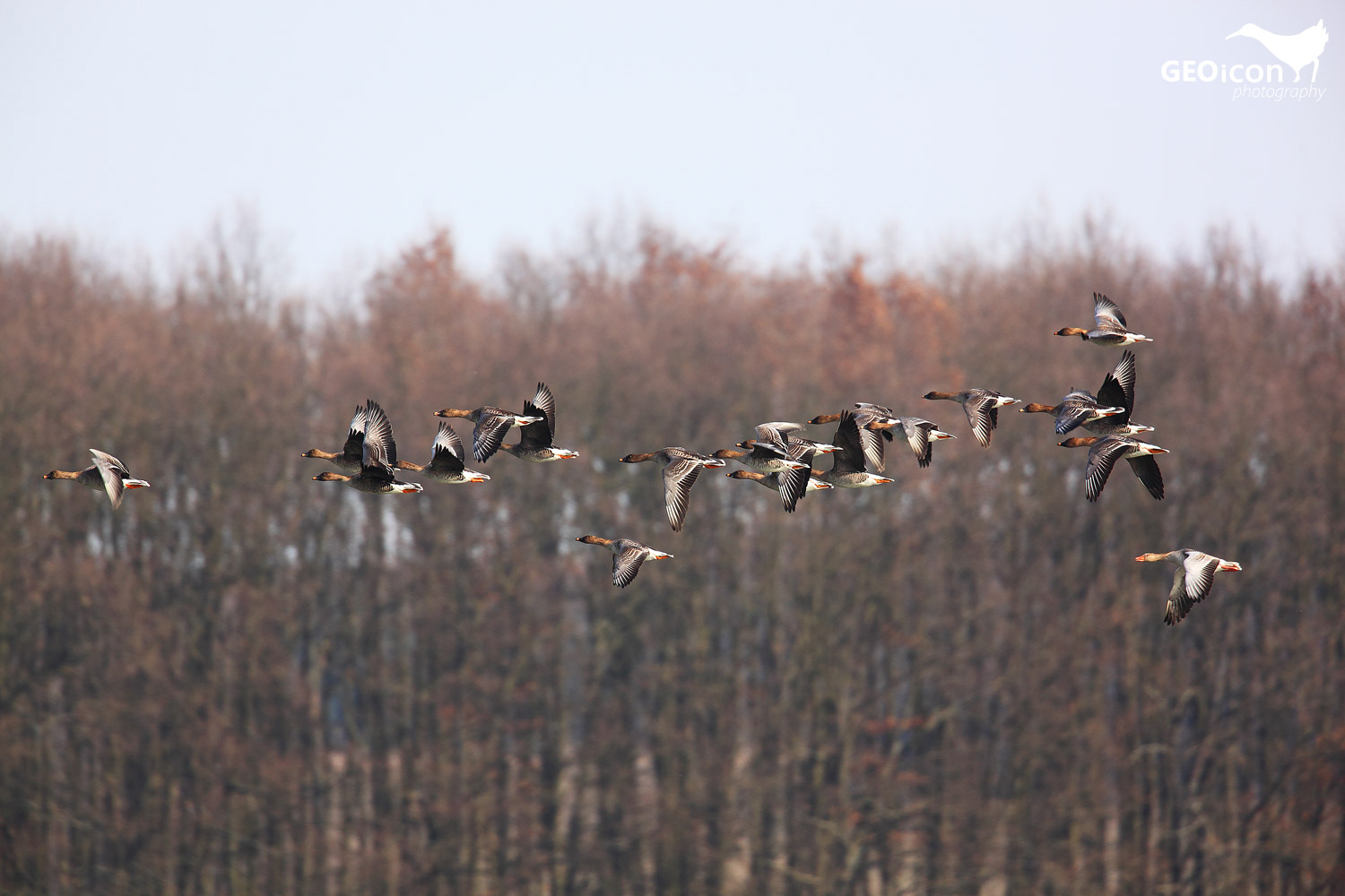 Tundra bean goose / husa tundrová jamalská (Anser serrirostris rossicus)