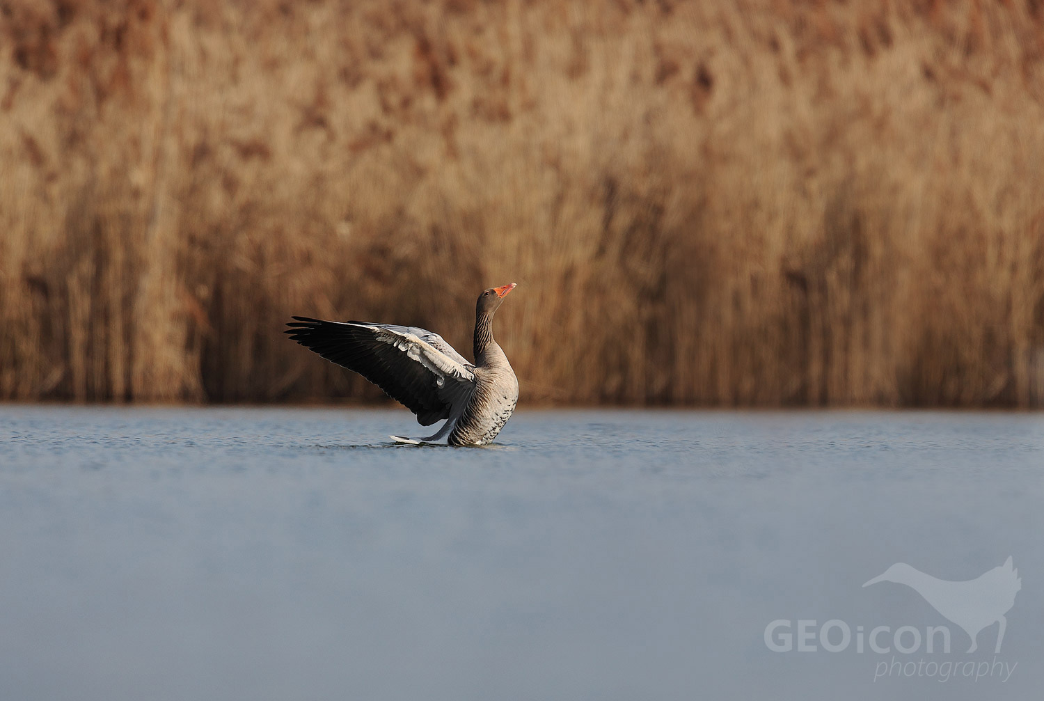 Greylag goose / husa velká (Anser anser)