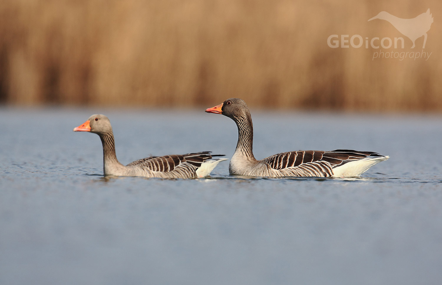 Greylag goose / husa velká (Anser anser)